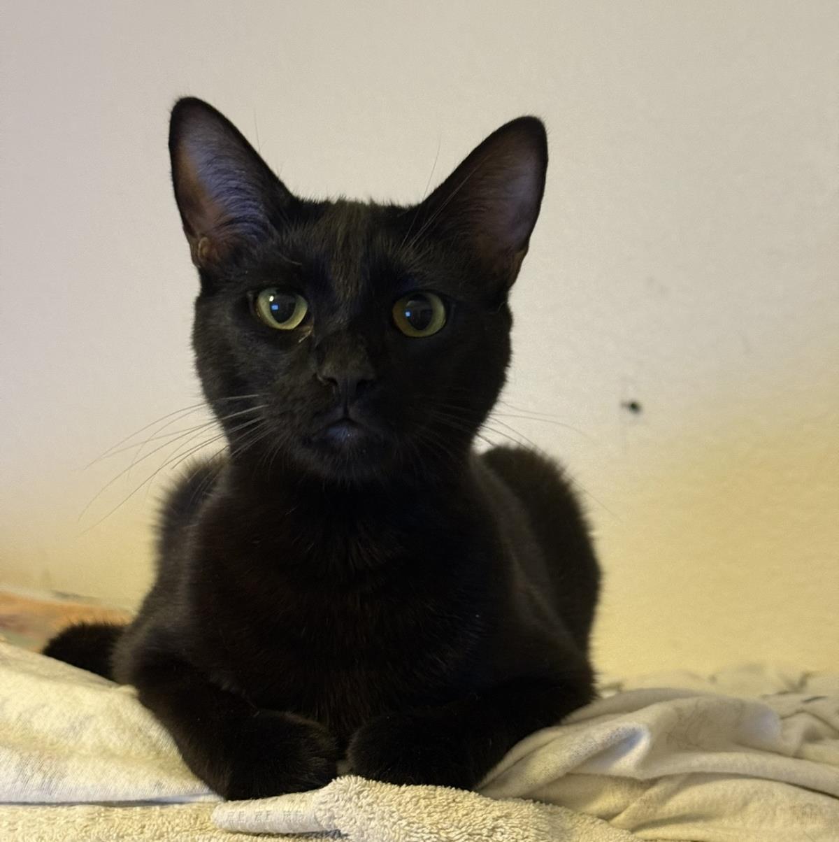 Runner Sol, a Adoptable Domestic Short Hair in Chandler, AZ image 3/3
