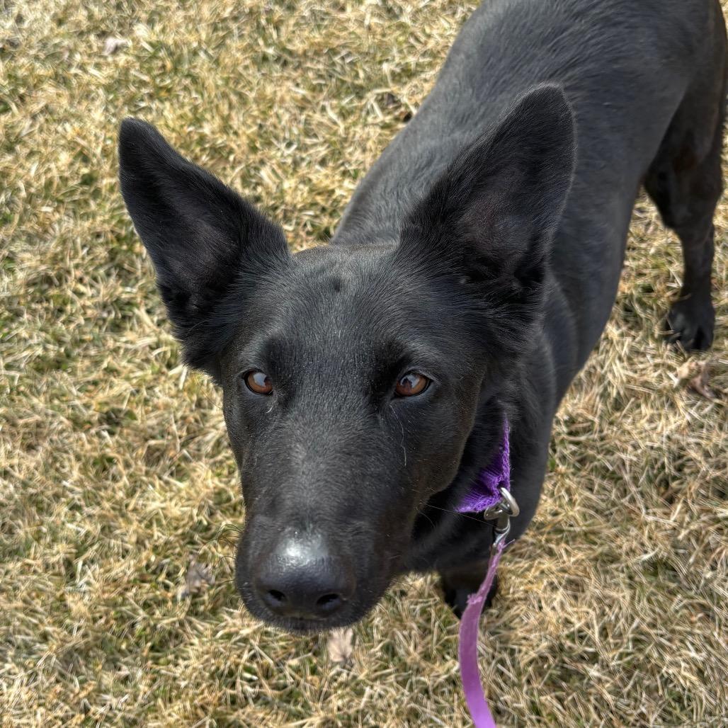 Emmy, Adoptable, Senior Female Shepherd.