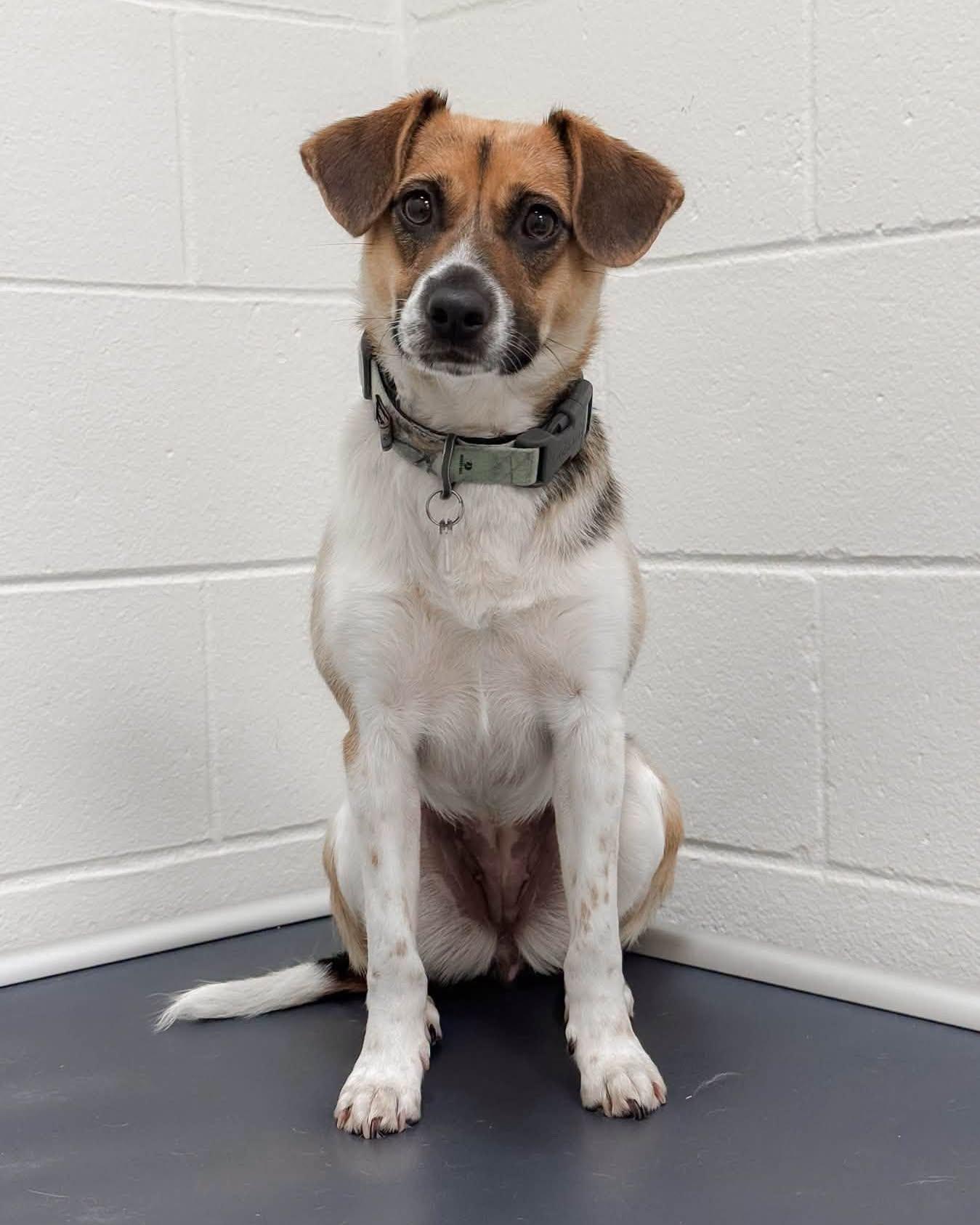 Enlarge Coco, a ADOPTABLE mixed breed in Fremont, MI image 1/3