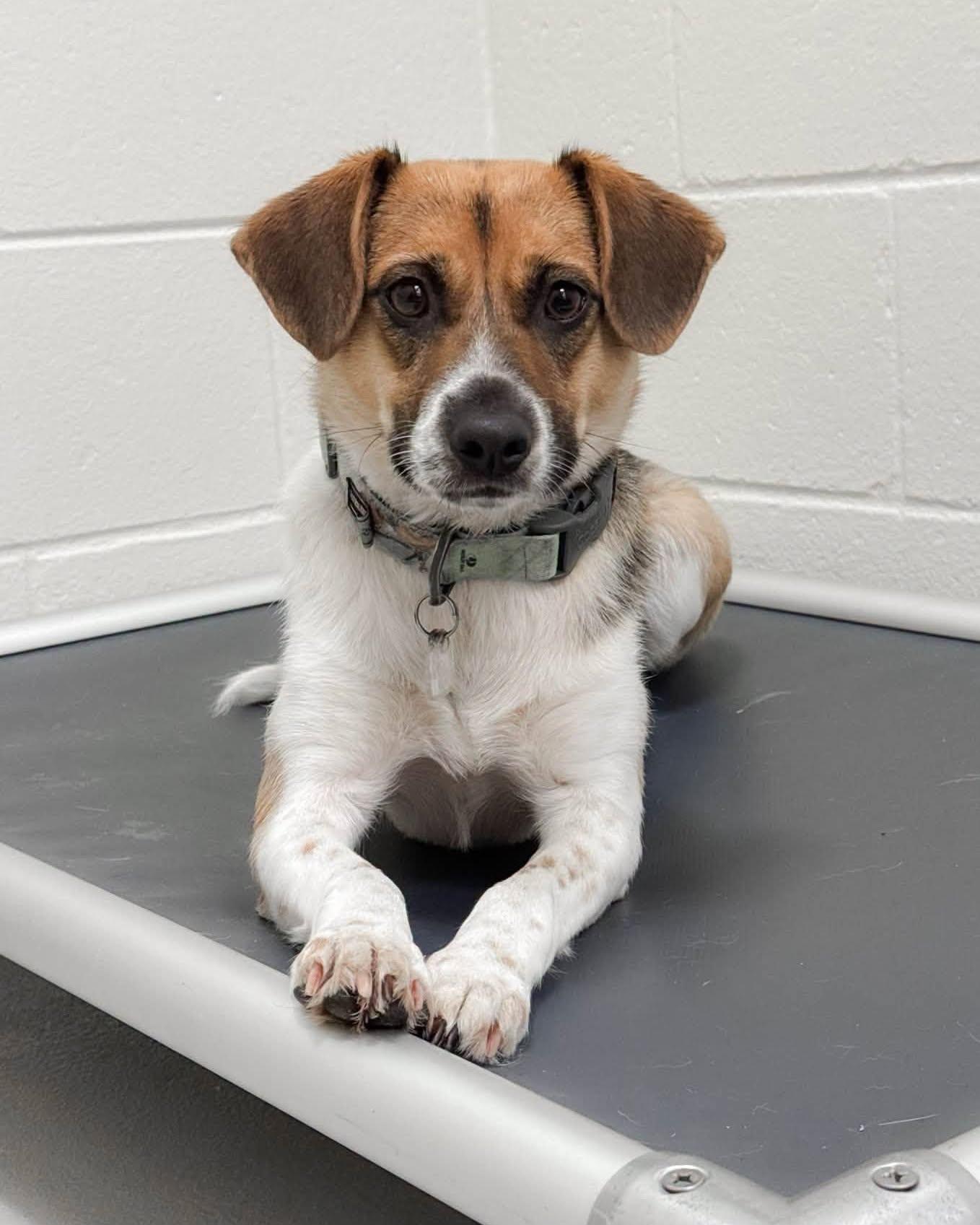 Enlarge Coco, a ADOPTABLE mixed breed in Fremont, MI image 2/3