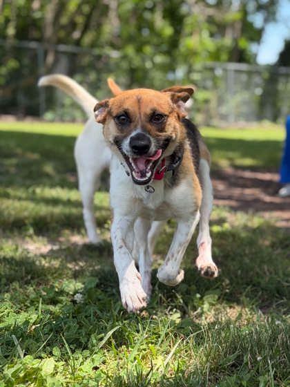 Enlarge Coco, a ADOPTABLE mixed breed in Fremont, MI image 3/3