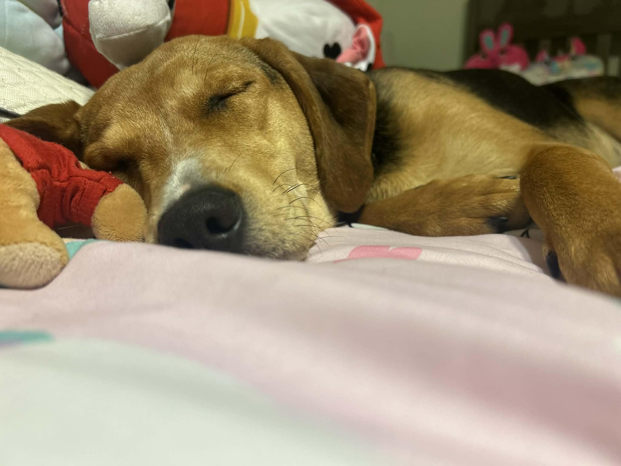 Gia, ADOPTABLE, Young Female Beagle & Hound.