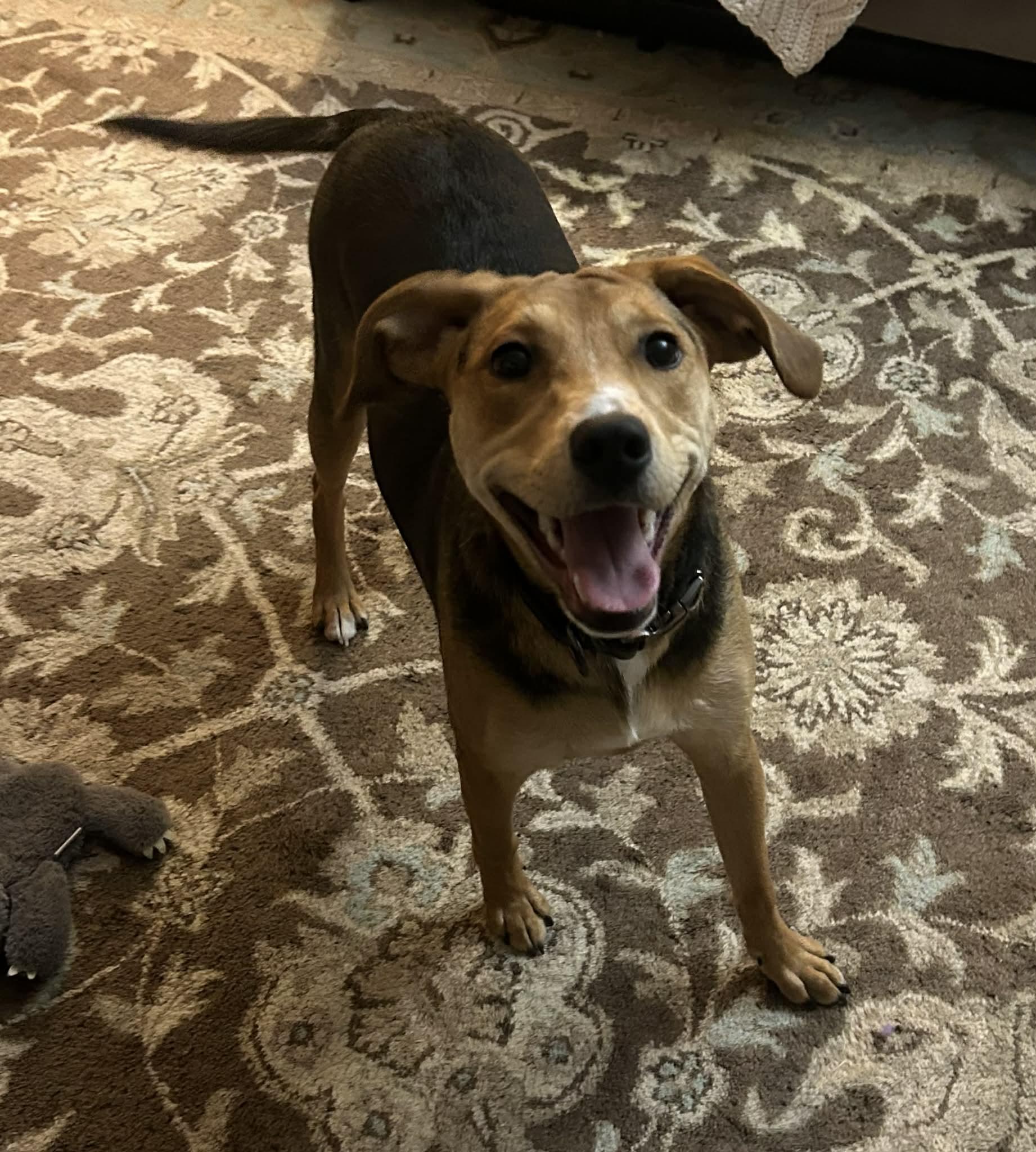 Enlarge Gia, a ADOPTABLE mixed breed in Succasunna, NJ image 2/5