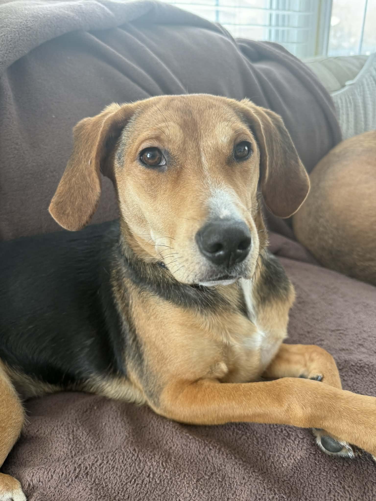 Enlarge Gia, a ADOPTABLE mixed breed in Succasunna, NJ image 3/5