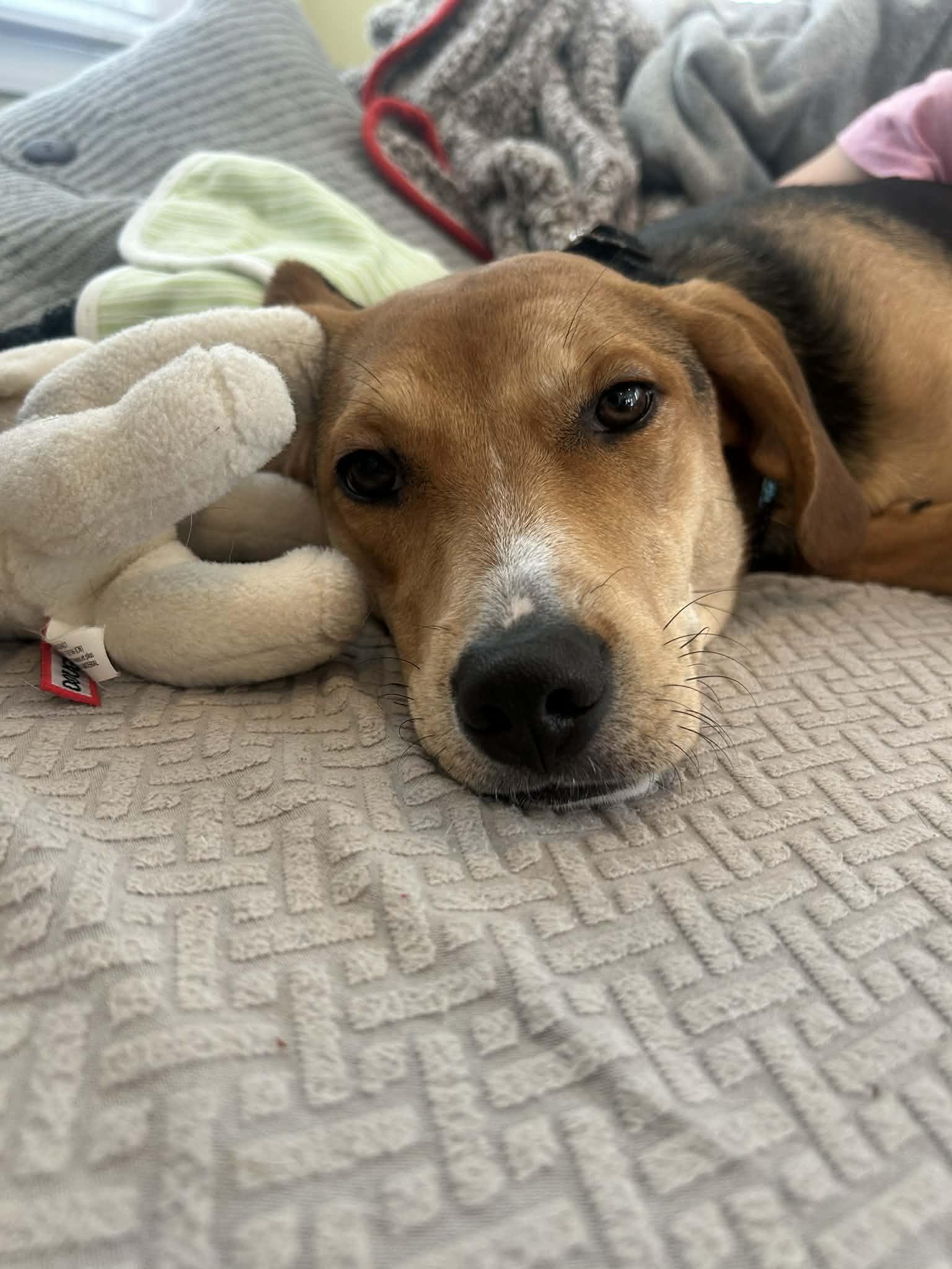 Enlarge Gia, a ADOPTABLE mixed breed in Succasunna, NJ image 4/5