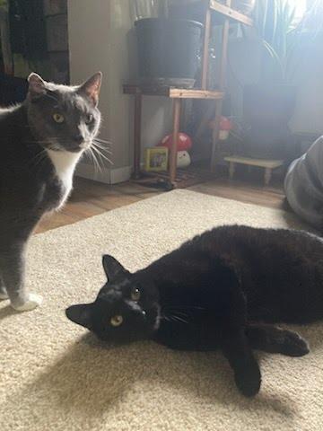 Enlarge Hyde & Seeke, a Adoptable Domestic Short Hair in Oswego, NY image 1/3