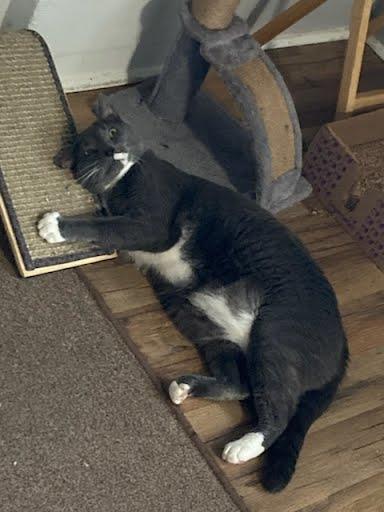 Enlarge Hyde & Seeke, a Adoptable Domestic Short Hair in Oswego, NY image 2/3