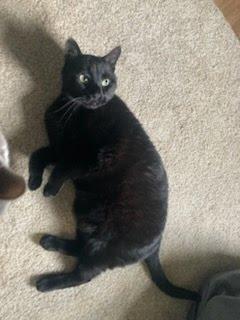 Enlarge Hyde & Seeke, a Adoptable Domestic Short Hair in Oswego, NY image 3/3