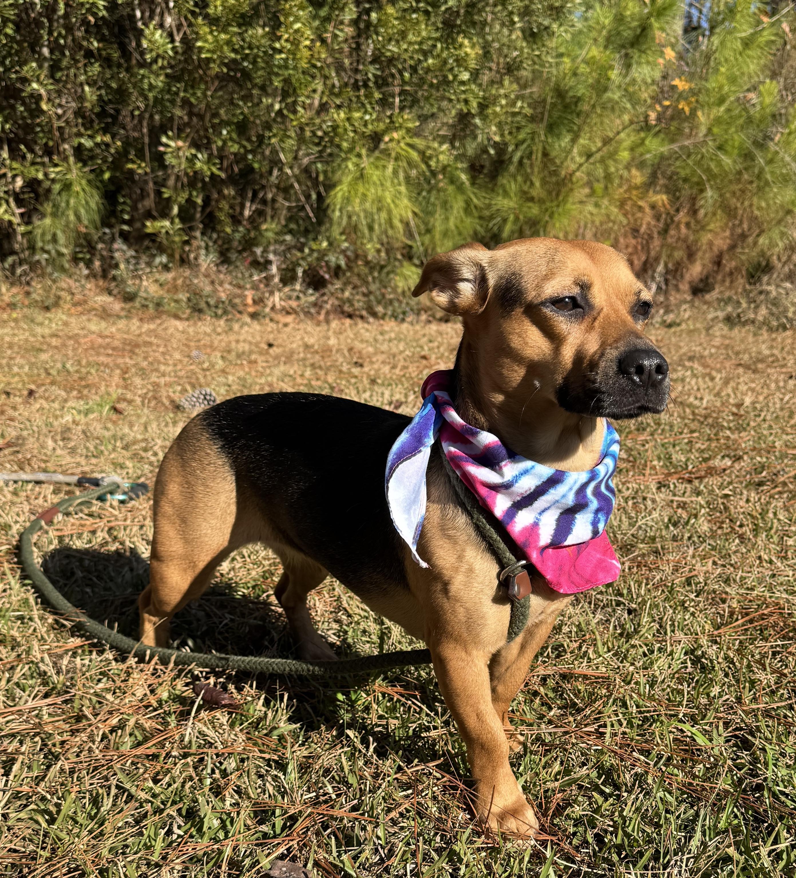 Enlarge Alice, a Adoptable Mixed Breed in Myrtle Beach , SC image 2/4
