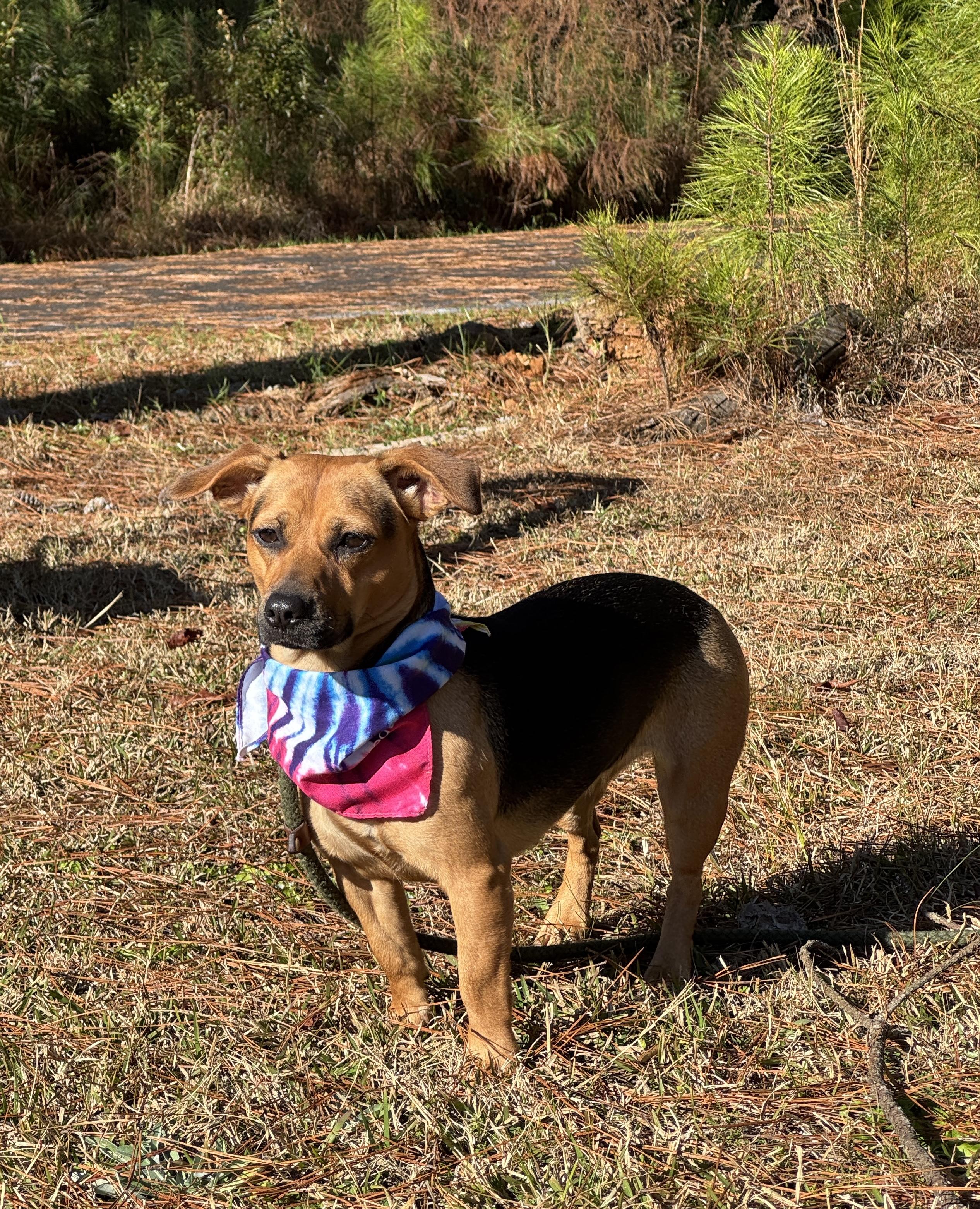 Enlarge Alice, a Adoptable Mixed Breed in Myrtle Beach , SC image 4/4