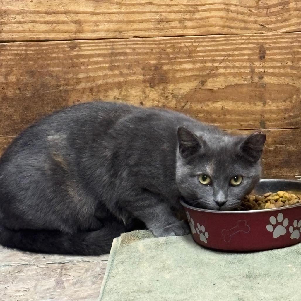 Enlarge Michelle (Working Cat), a Adoptable Domestic Short Hair in Birdsboro, PA image 1/4