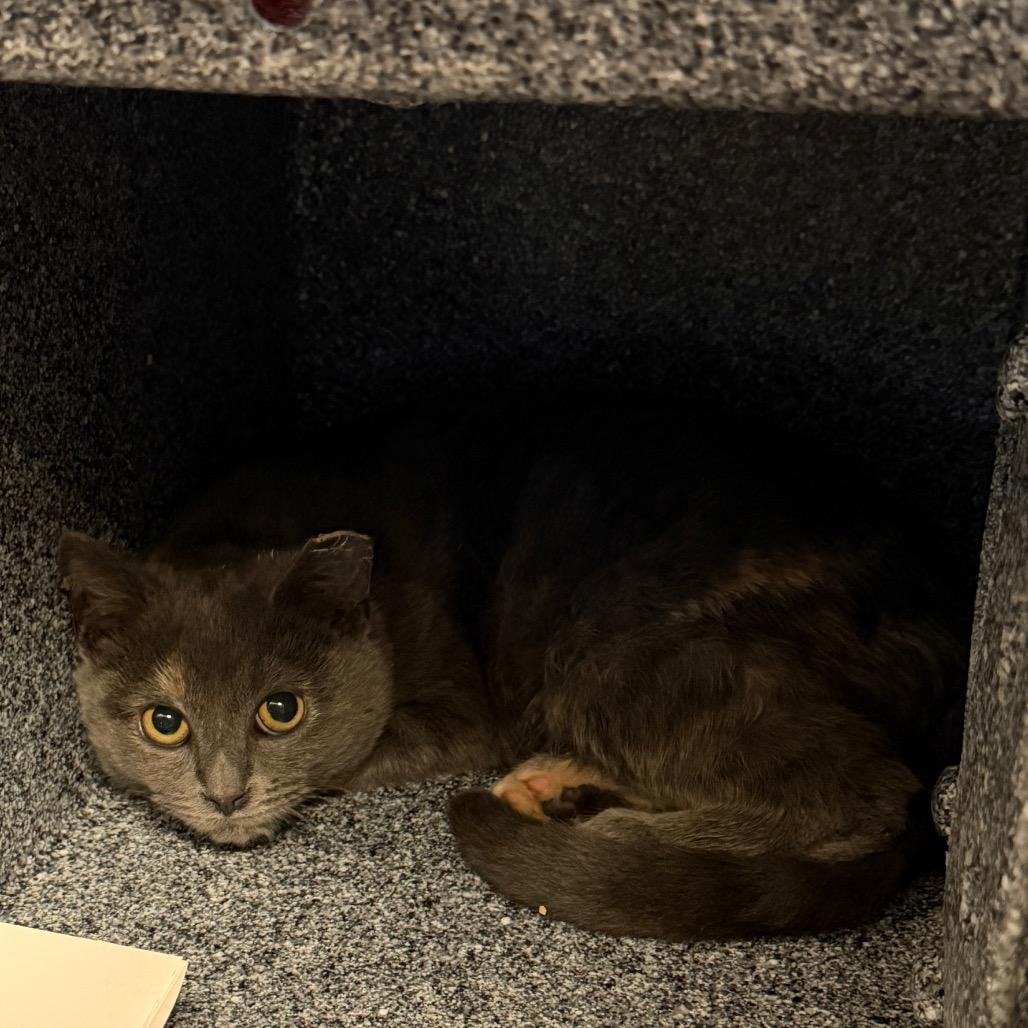 Michelle (Working Cat), Adoptable, Kitten Female Domestic Short Hair.