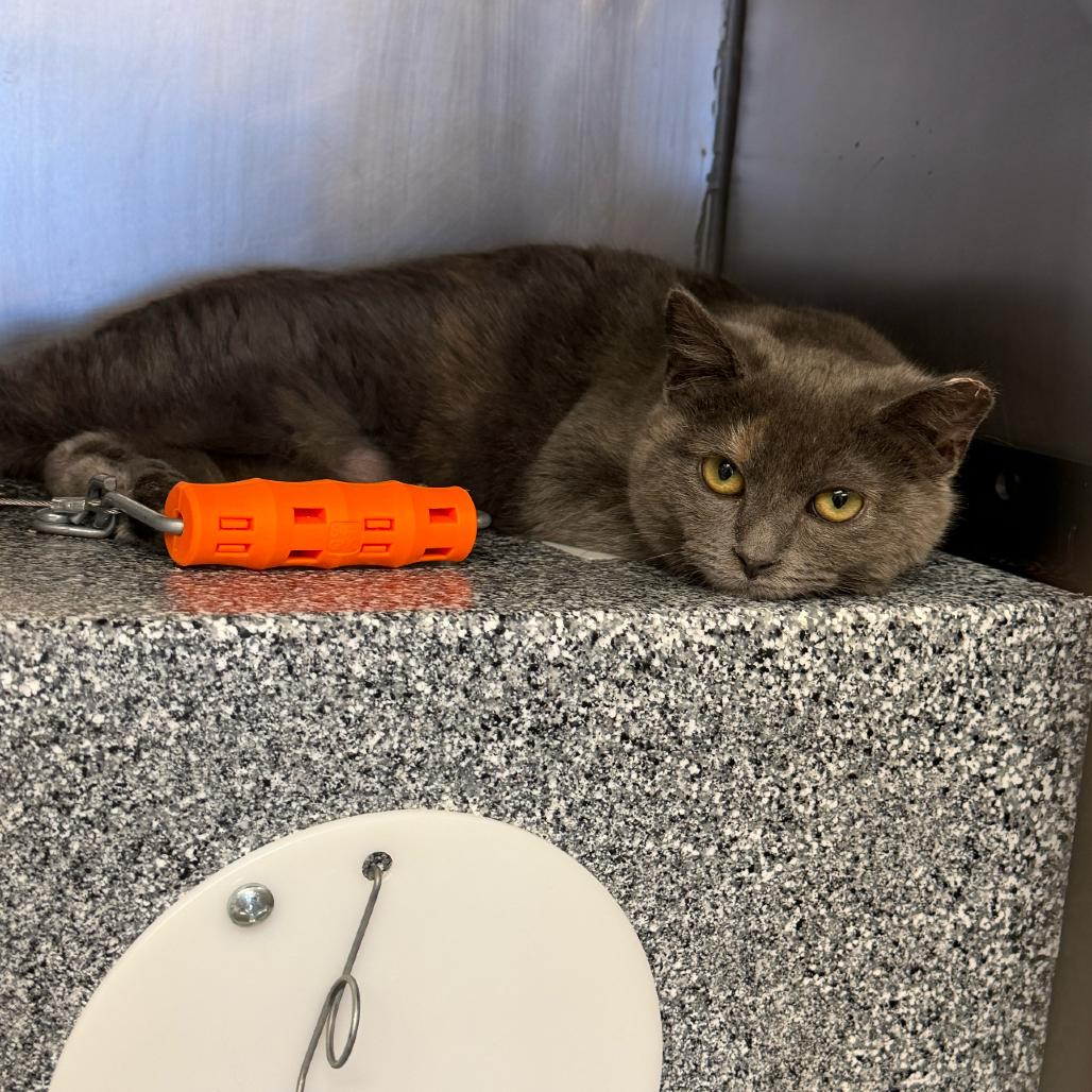 Enlarge Michelle (Working Cat), a Adoptable Domestic Short Hair in Birdsboro, PA image 3/4