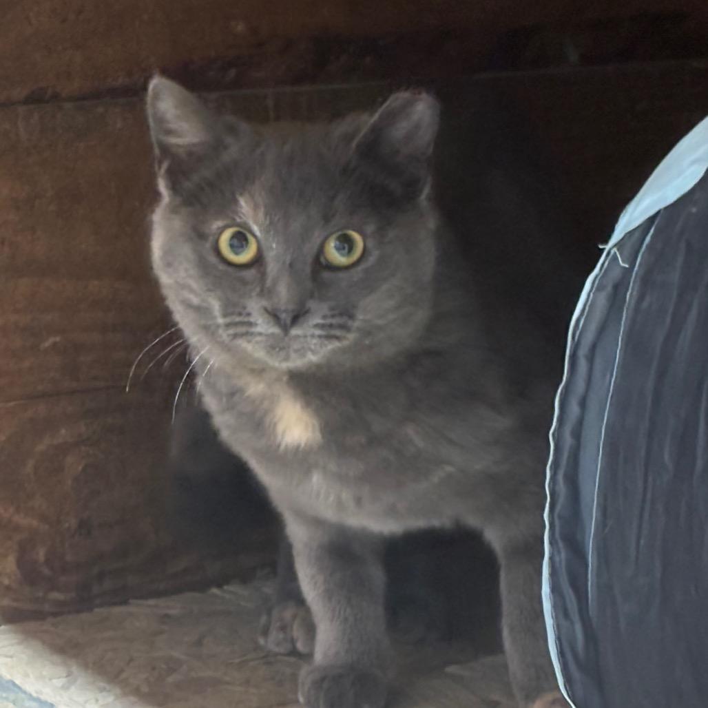 Enlarge Michelle (Working Cat), a Adoptable Domestic Short Hair in Birdsboro, PA image 4/4