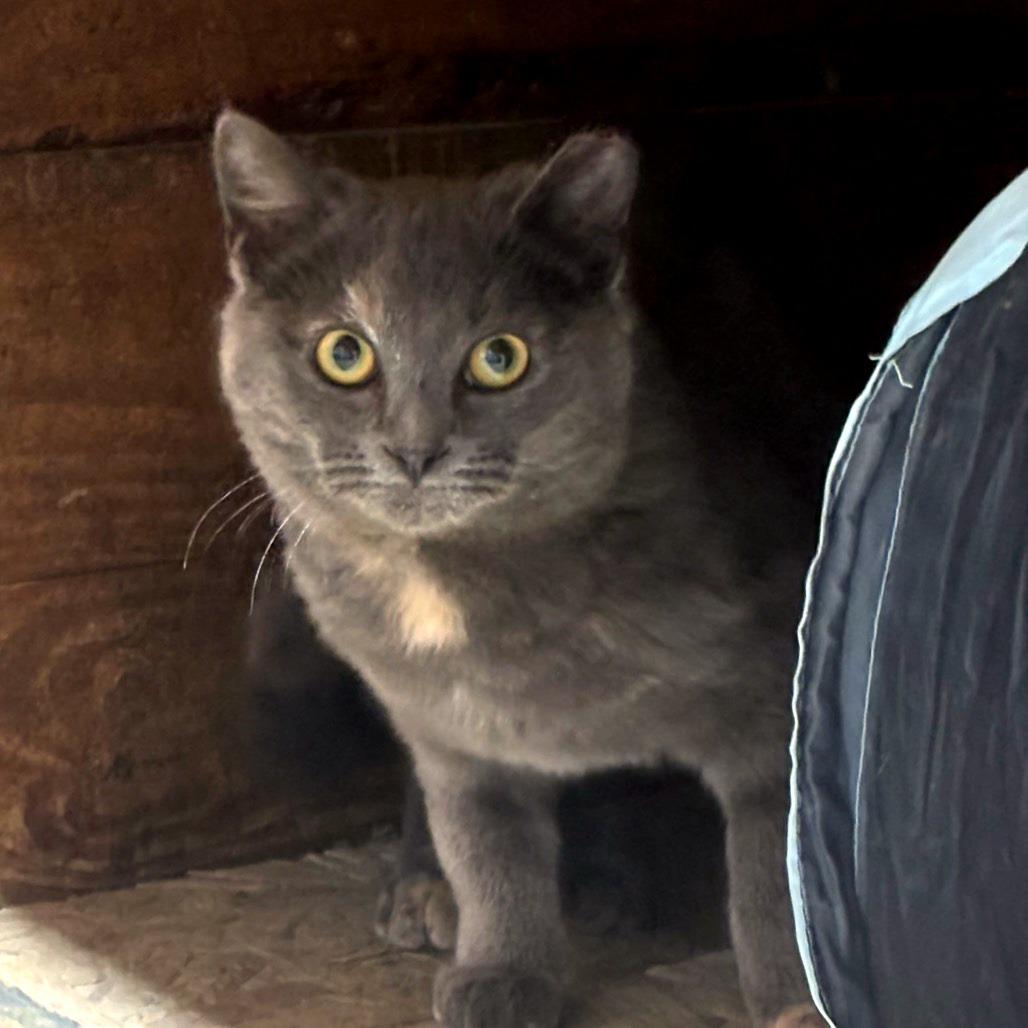 Enlarge Michelle (Working Cat), a Adoptable Domestic Short Hair in Birdsboro, PA image 4/4