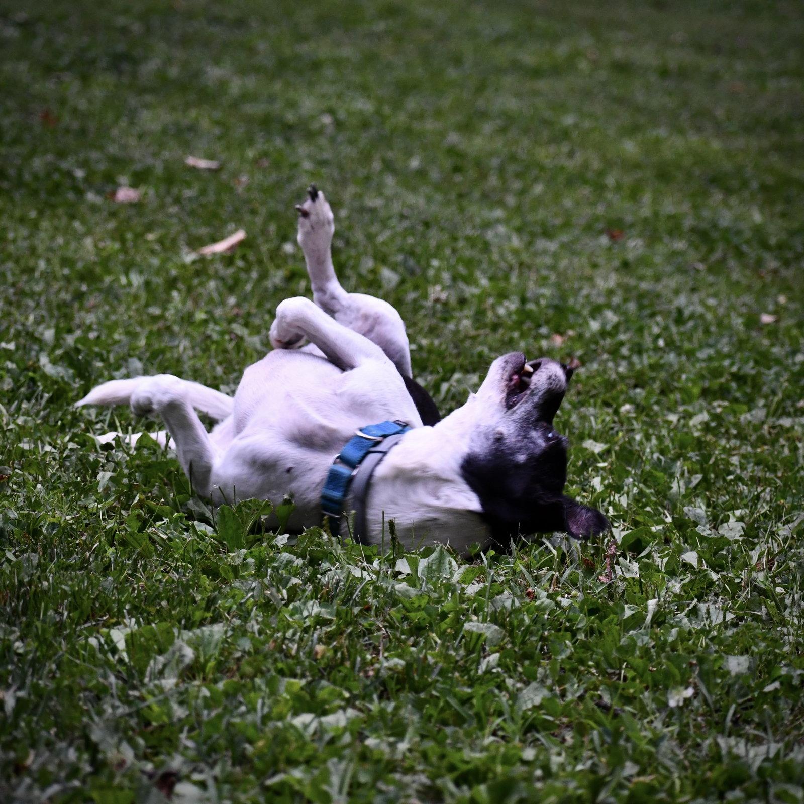Max (VA), a Adoptable Rat Terrier in Stafford, VA image 2/3