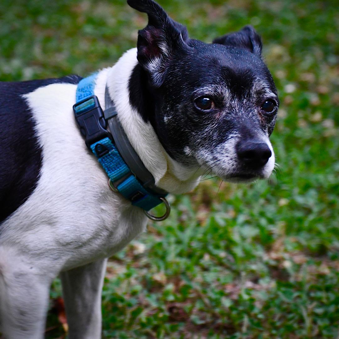 Max (VA), a Adoptable Rat Terrier in Stafford, VA image 3/3