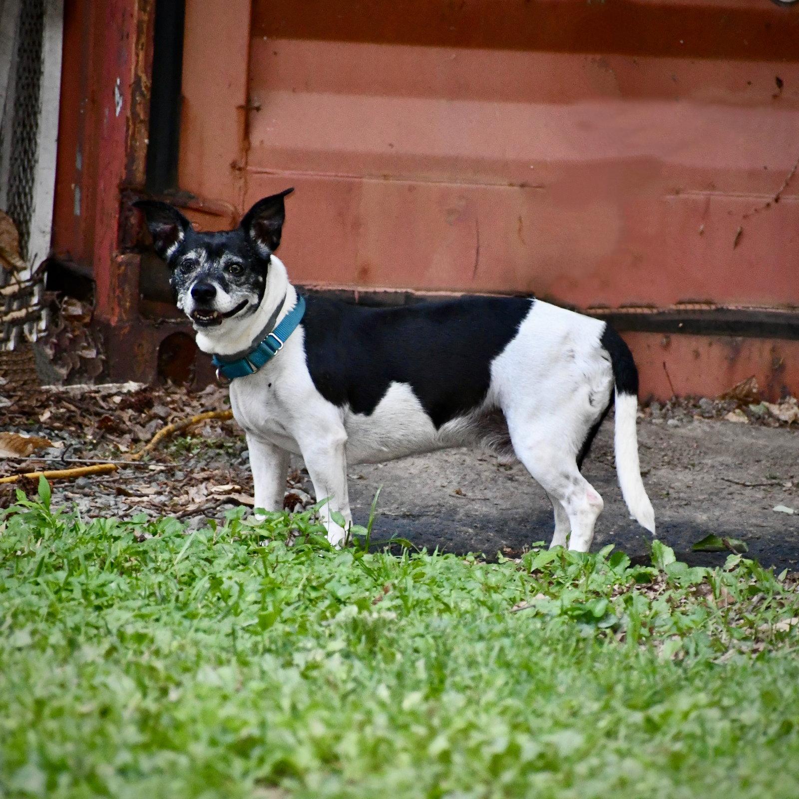 Max (VA), Adoptable, Adult Male Rat Terrier.
