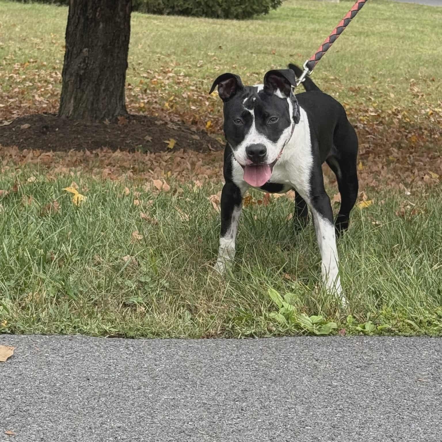 Enlarge Domino, an adopted mixed breed in Berryville, VA image 2/2