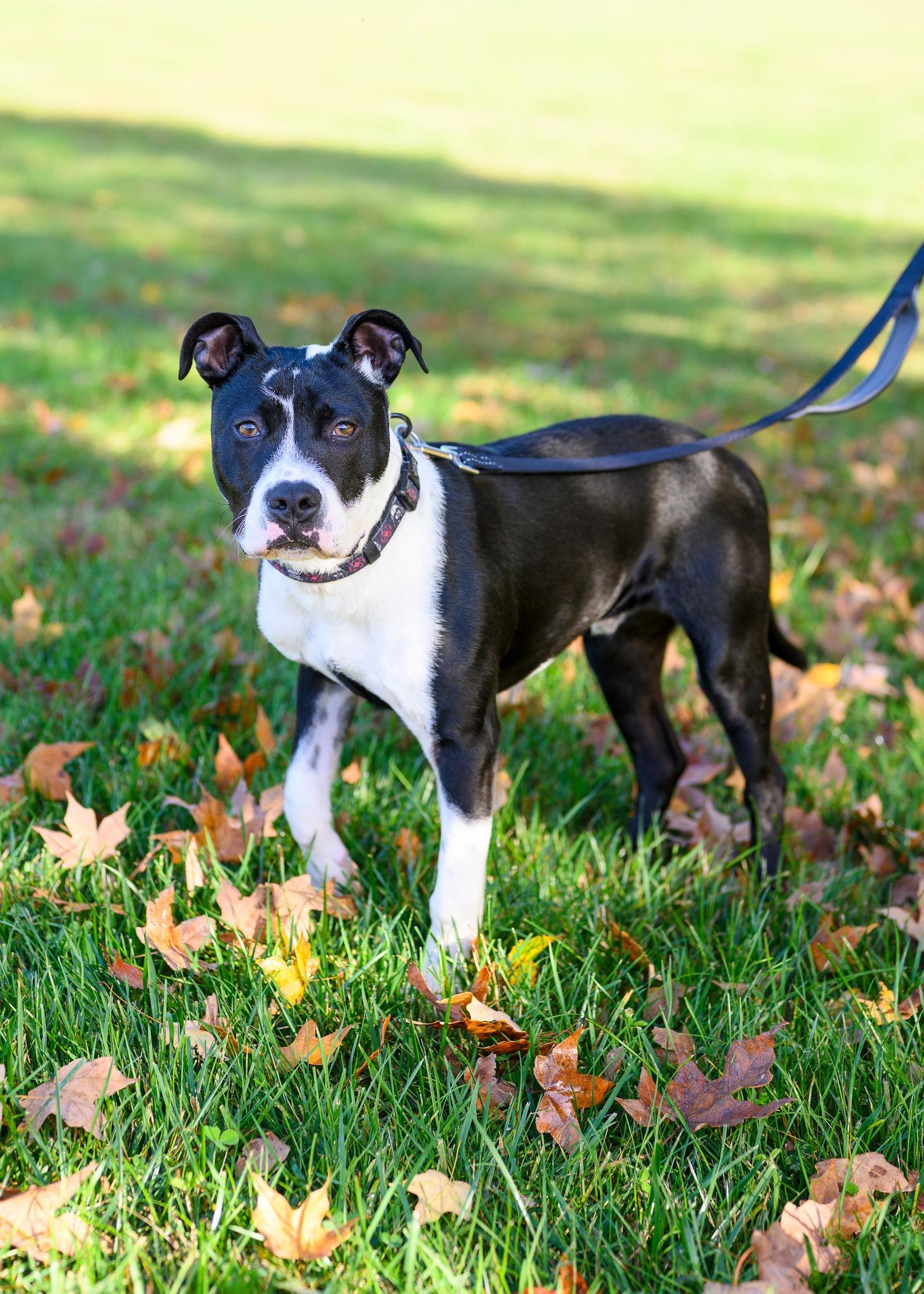 Enlarge Domino, an adopted mixed breed in Berryville, VA image 1/2