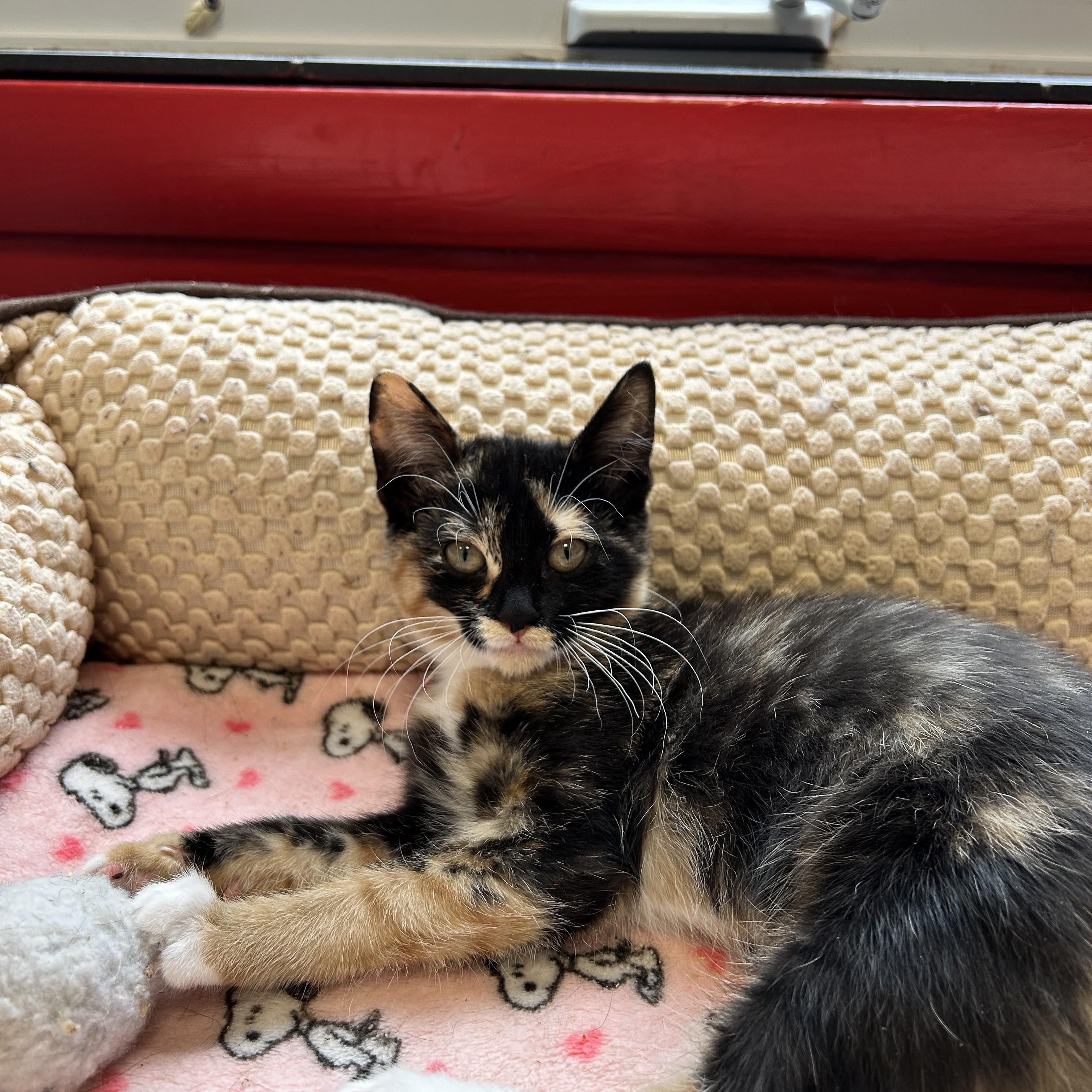 Enlarge Galadriel, a Adopted Domestic Short Hair in North Haven, CT image 3/3