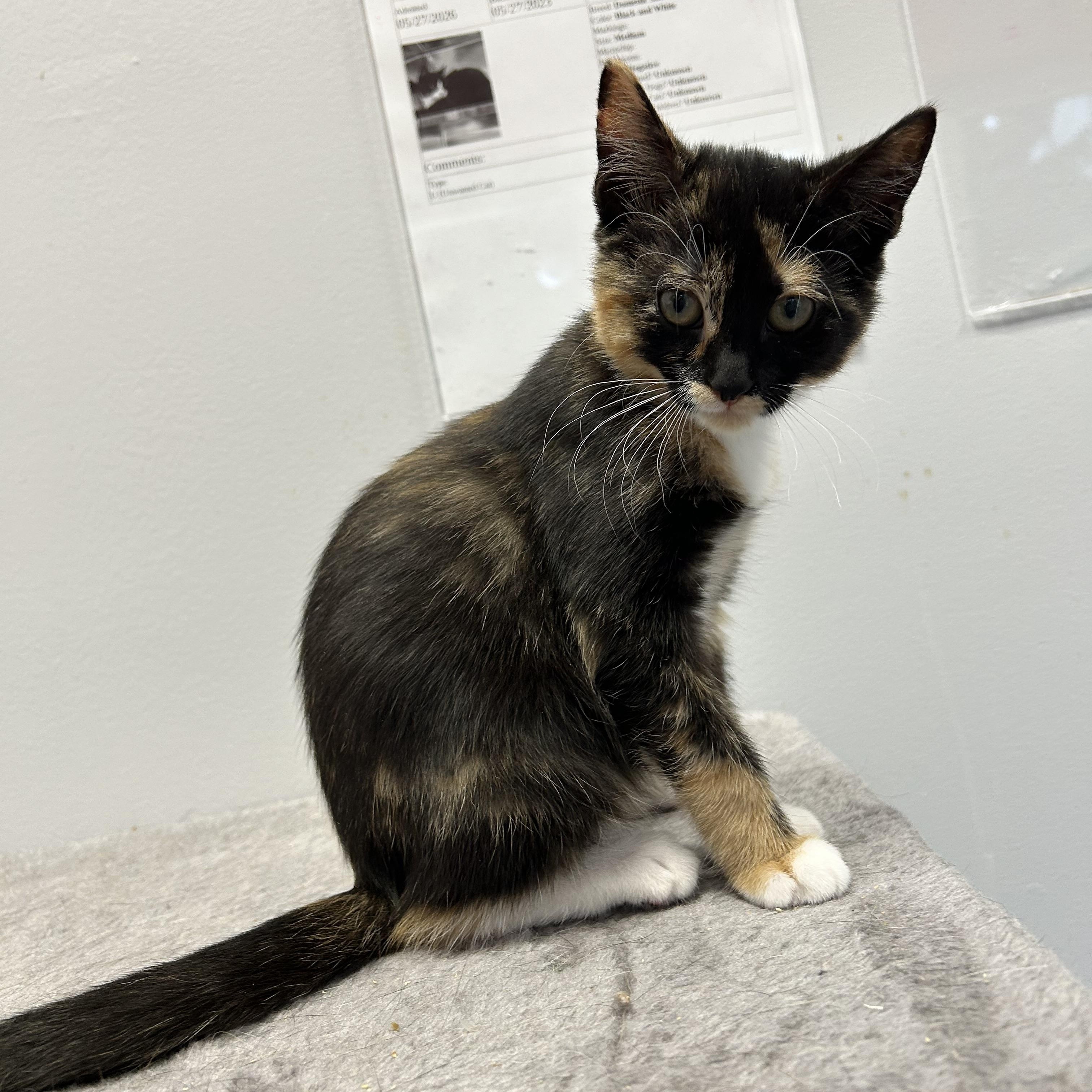 Enlarge Galadriel, a Adopted Domestic Short Hair in North Haven, CT image 2/3