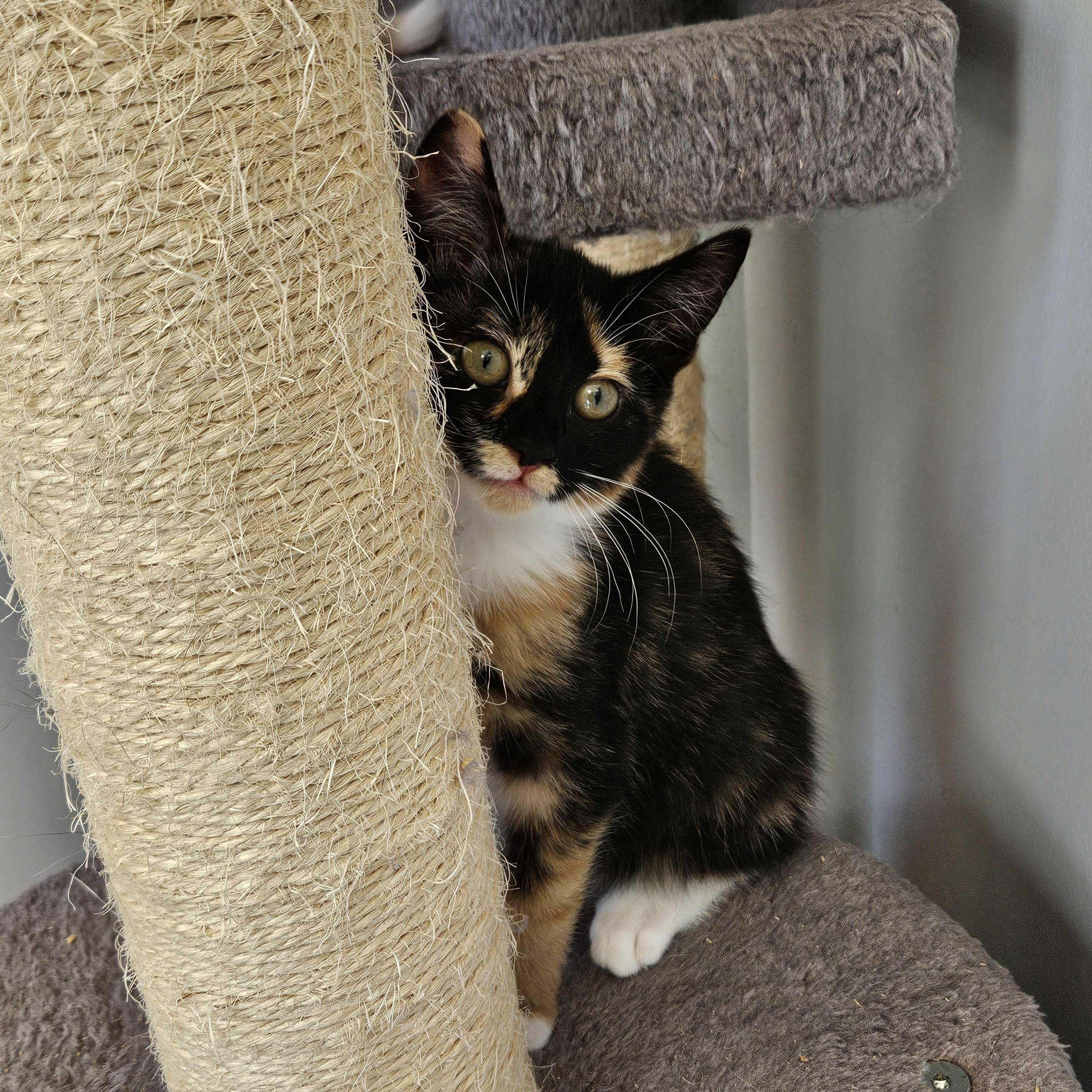 Enlarge Galadriel, a Adopted Domestic Short Hair in North Haven, CT image 1/3