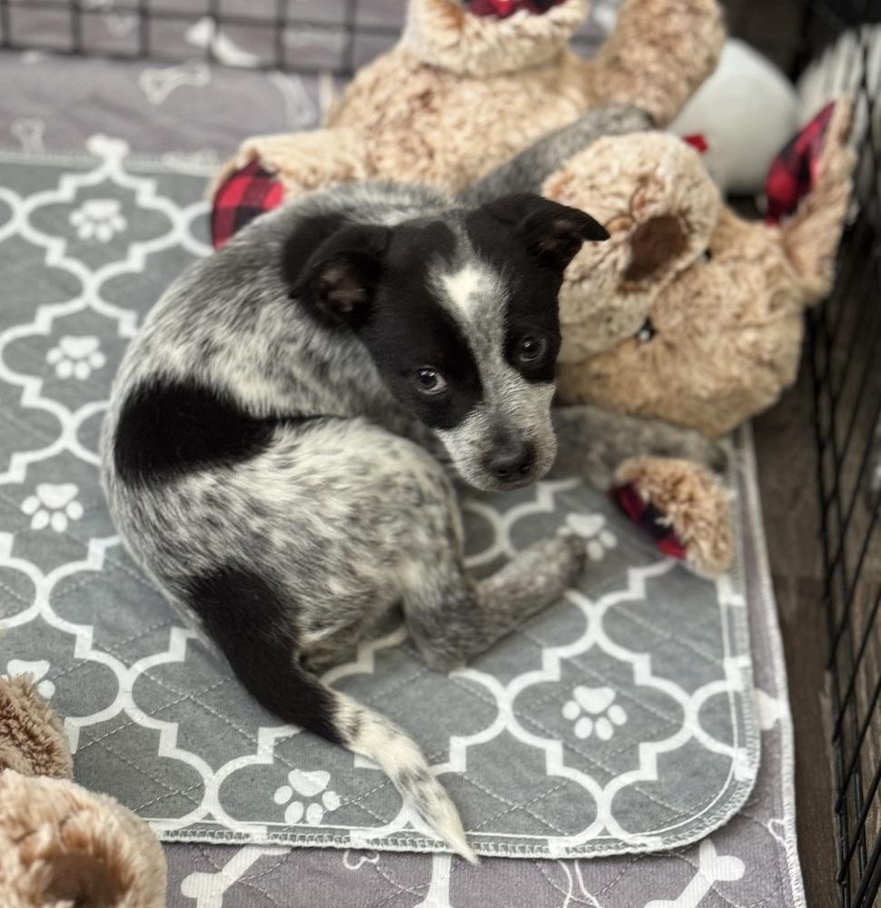 Enlarge Macmoo, a Adoptable mixed breed in Waunakee, WI image 1/5