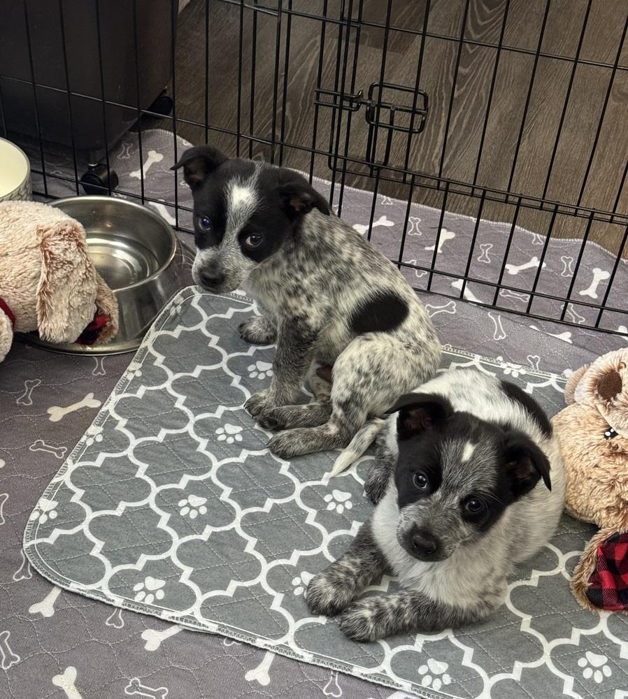 Enlarge Macmoo, a Adoptable mixed breed in Waunakee, WI image 2/5