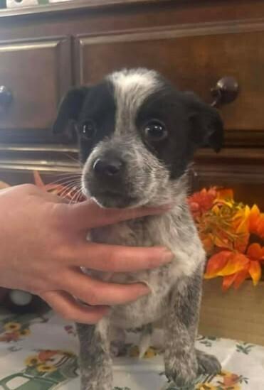 Enlarge Macmoo, a Adoptable mixed breed in Waunakee, WI image 3/5