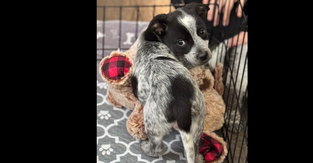 Enlarge Macmoo, a Adoptable mixed breed in Waunakee, WI image 4/5