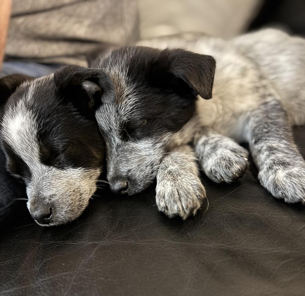 Enlarge Macmoo, a Adoptable mixed breed in Waunakee, WI image 5/5