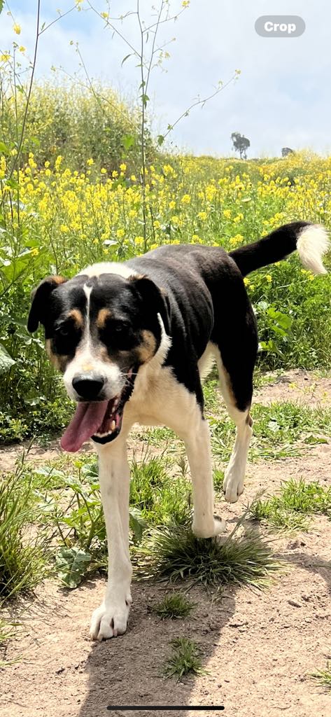 Boston, a Adoptable mixed breed in Chula Vista, CA image 1/3