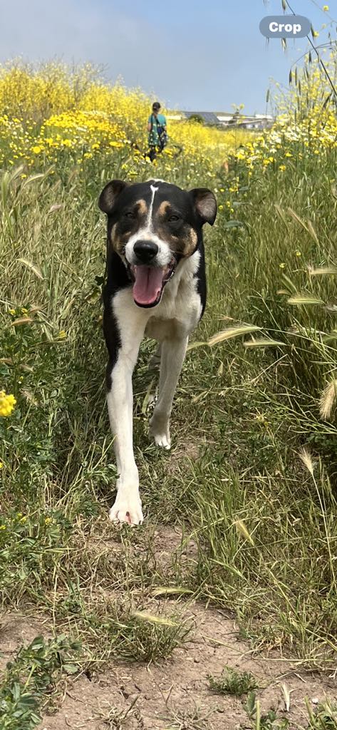 Boston, a Adoptable mixed breed in Chula Vista, CA image 2/3