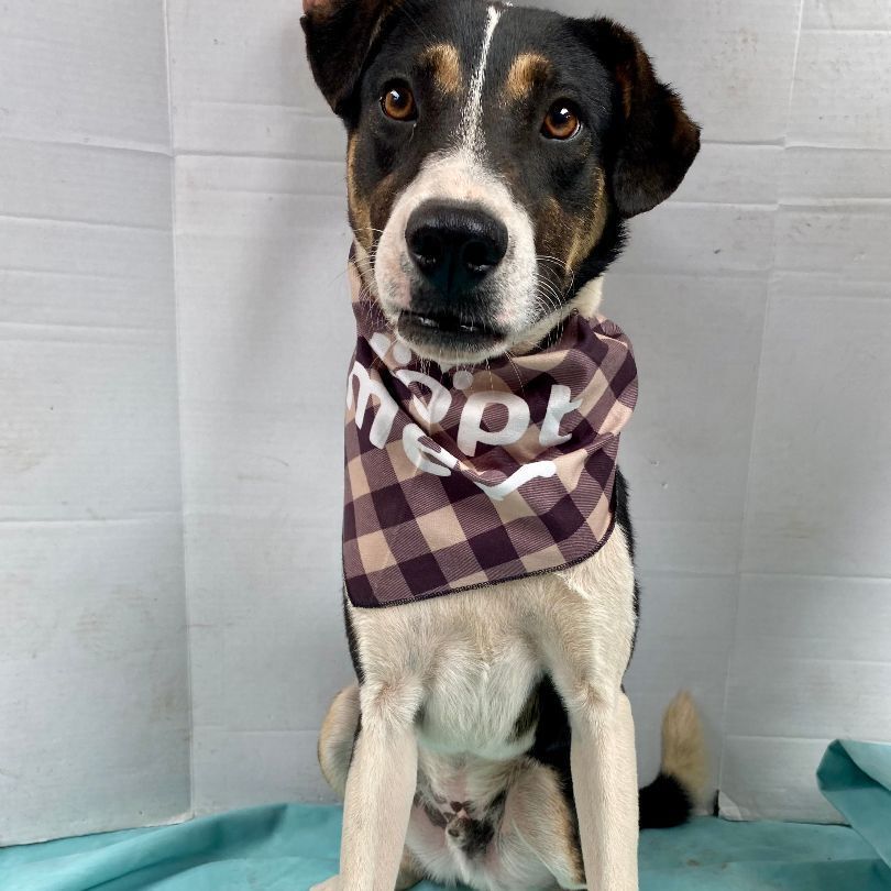 Boston, a Adoptable mixed breed in Chula Vista, CA image 3/3