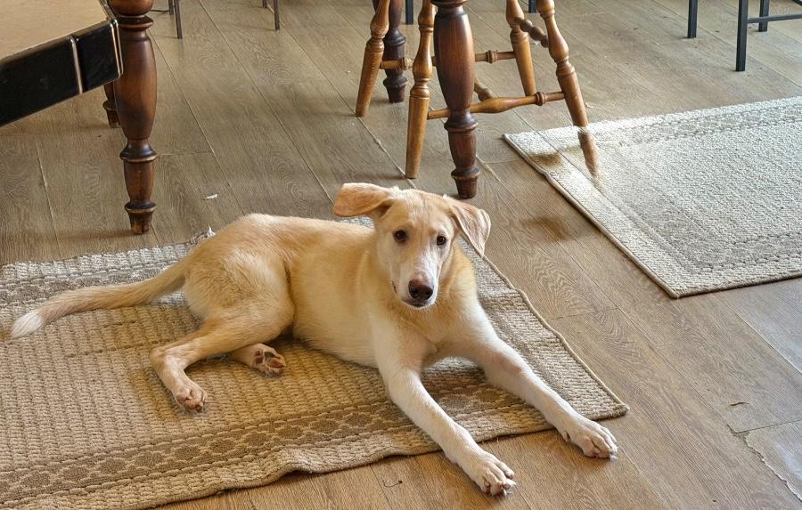 Atlas, Adoptable, Puppy Male Husky & German Shepherd Dog.
