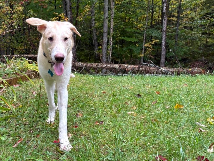 Enlarge Atlas, a Adoptable mixed breed in Wells, VT image 2/6