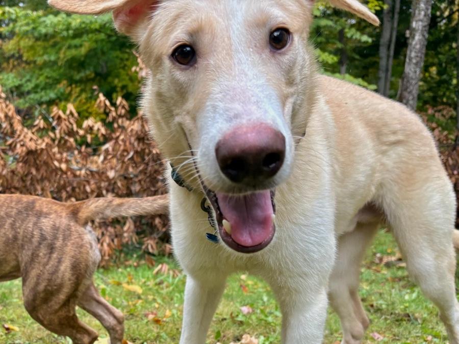 Enlarge Atlas, a Adoptable mixed breed in Wells, VT image 4/6