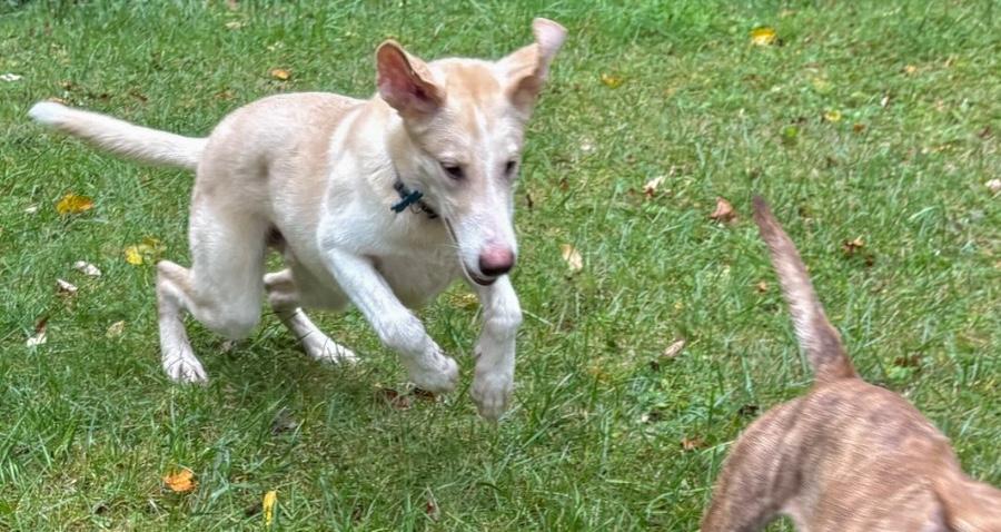 Enlarge Atlas, a Adoptable mixed breed in Wells, VT image 5/6