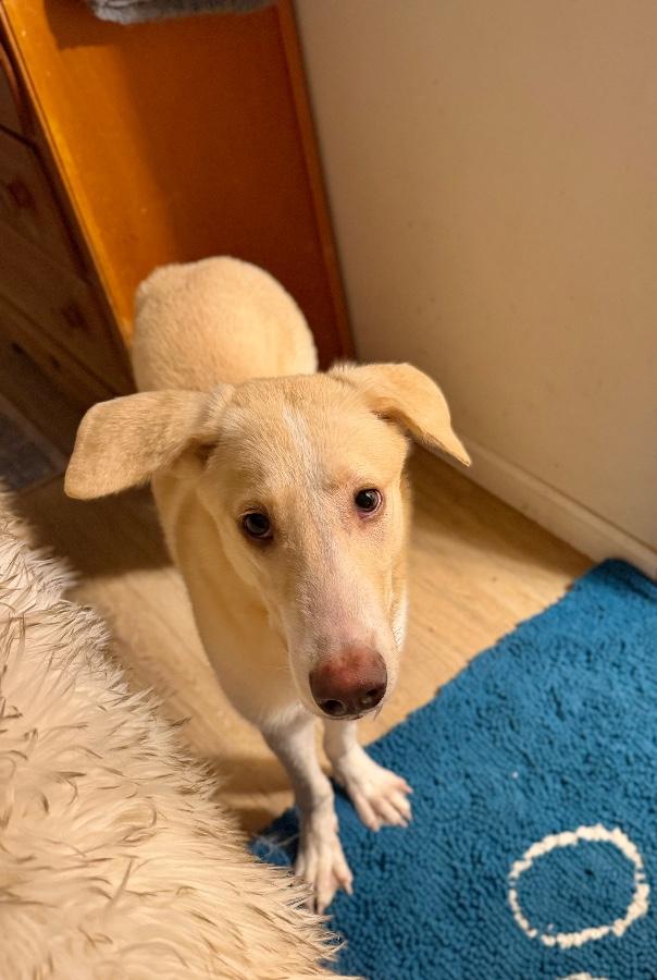 Enlarge Atlas, a Adoptable mixed breed in Wells, VT image 6/6