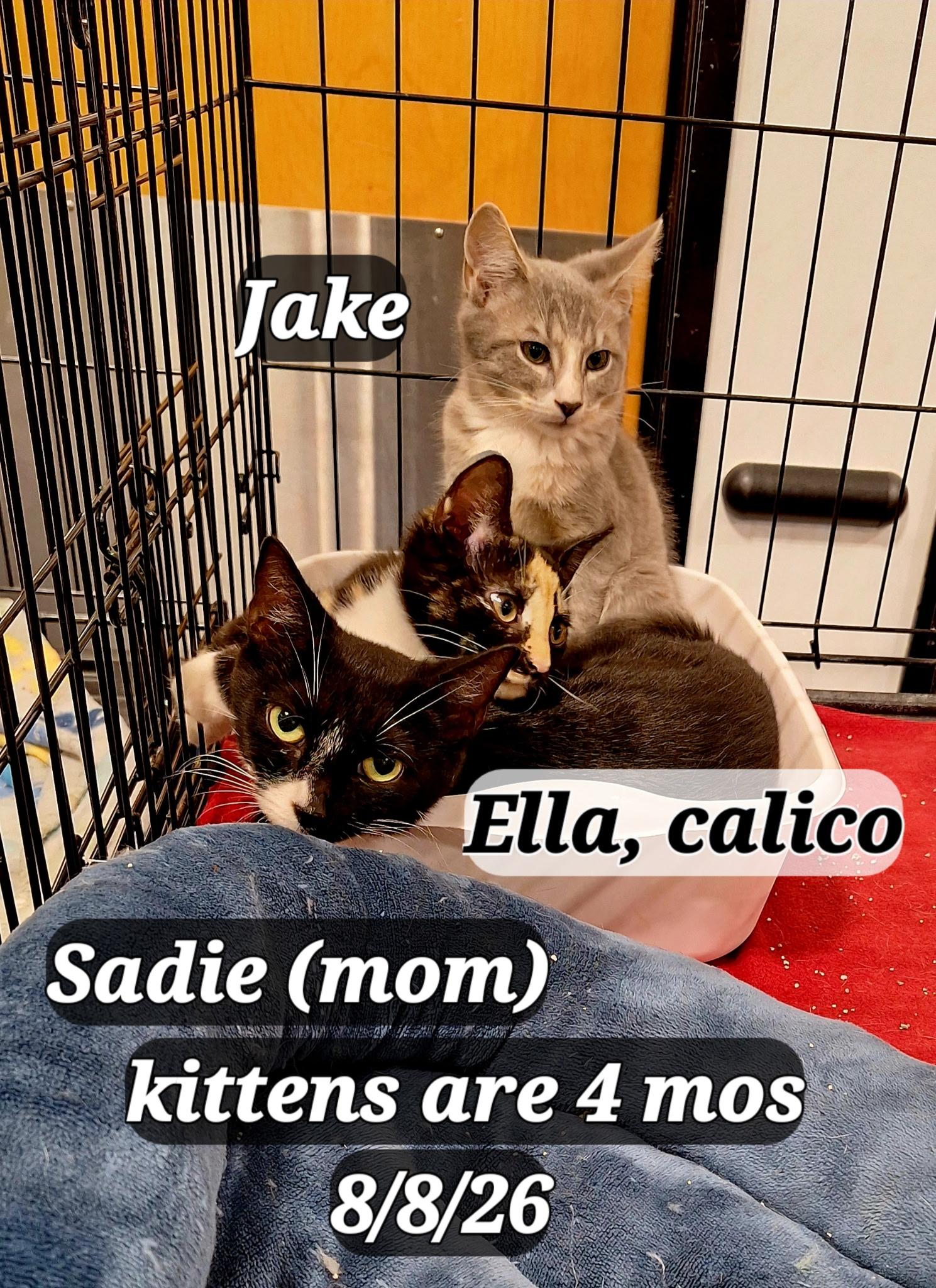 Jake, Ella and Sadie, ADOPTABLE, Young Female American Shorthair.