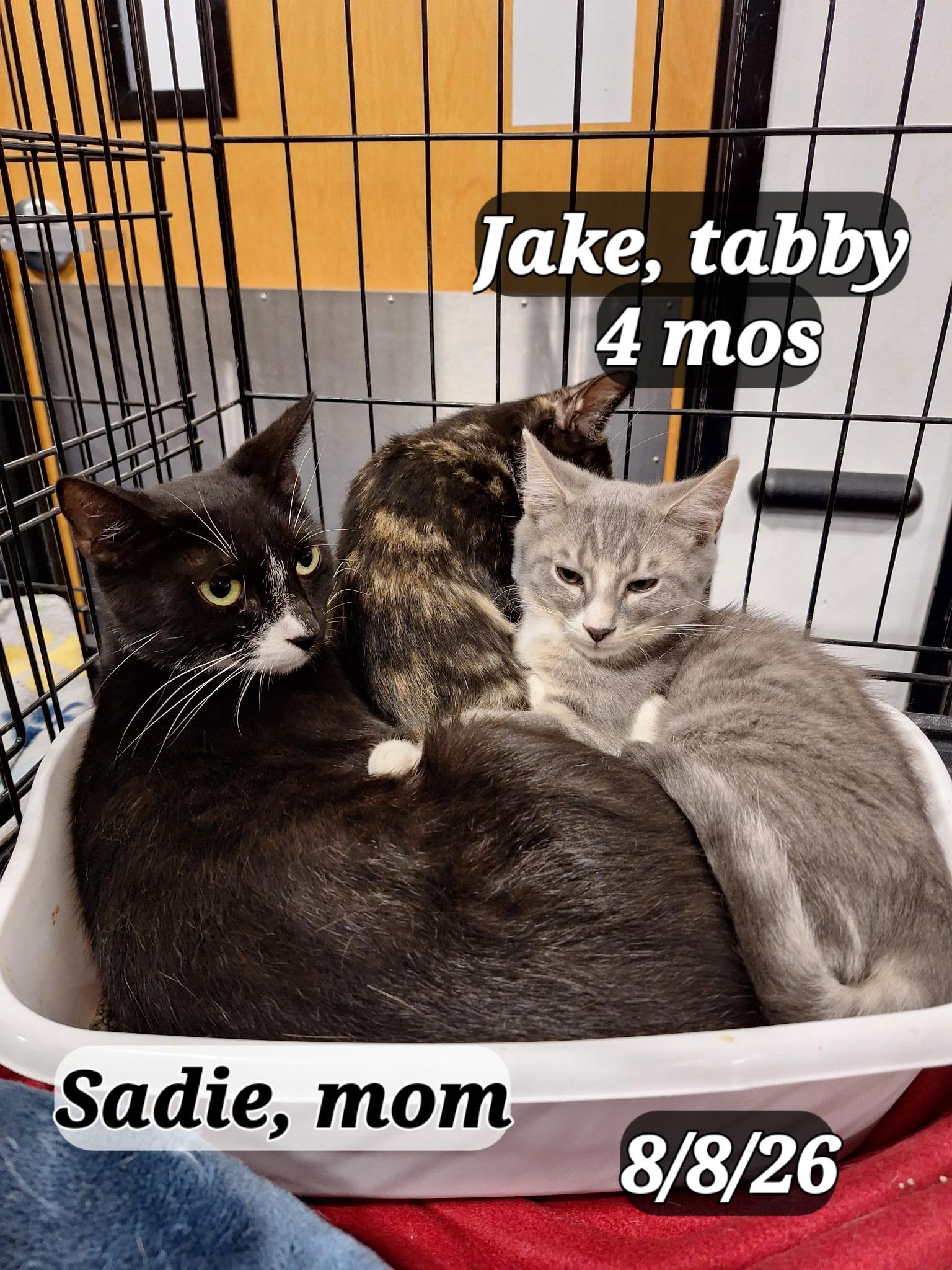 Enlarge Jake, Ella and Sadie, a ADOPTABLE mixed breed in Staunton, VA image 2/2