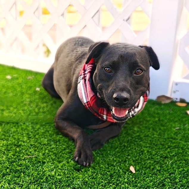 Jetta, Adoptable, Adult Female Terrier.