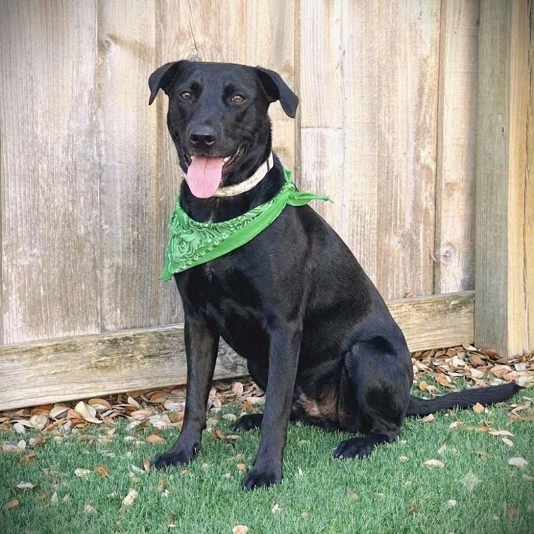 Enlarge Jetta, a Adoptable mixed breed in Palm Harbor, FL image 1/5