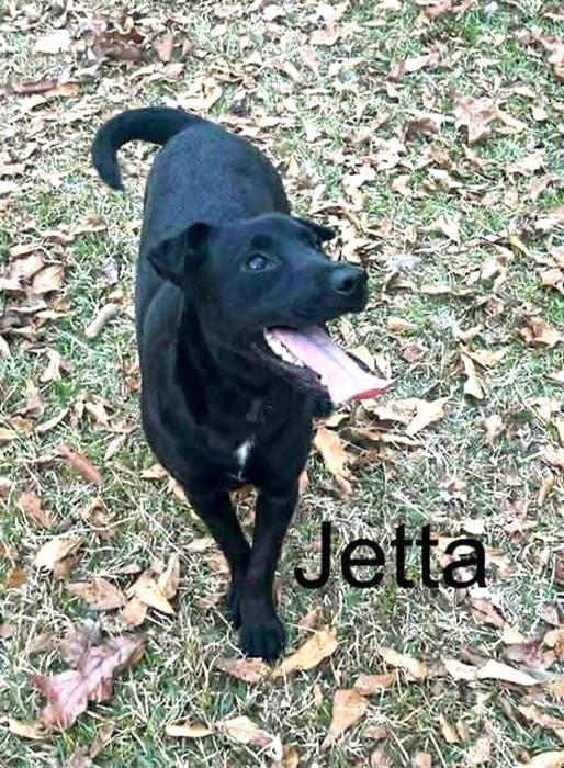 Enlarge Jetta, a Adoptable mixed breed in Palm Harbor, FL image 2/3