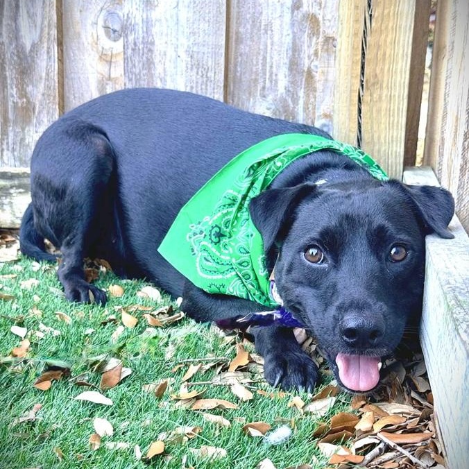 Enlarge Jetta, a Adoptable mixed breed in Palm Harbor, FL image 2/5