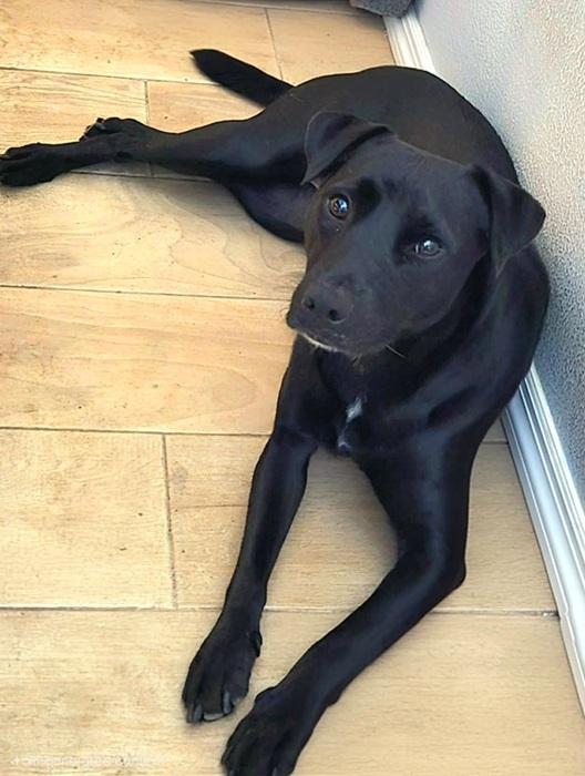 Enlarge Jetta, a Adoptable mixed breed in Palm Harbor, FL image 3/3