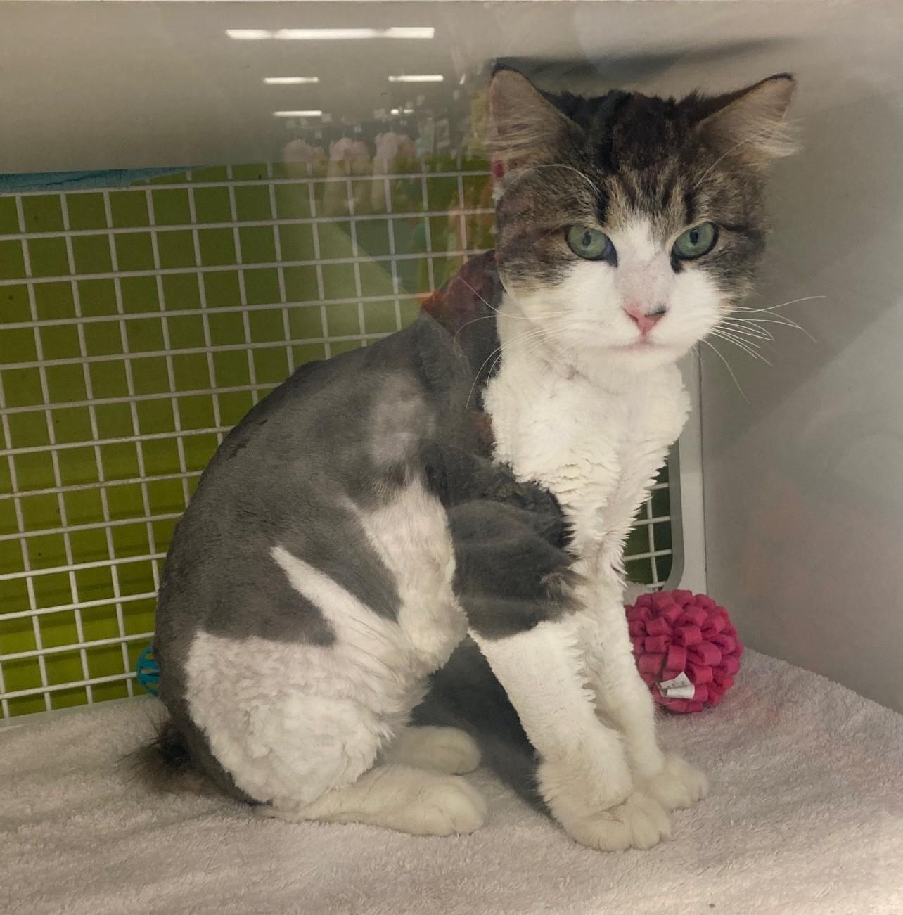 Princeton, an adopted mixed breed in Bridgeport, CT image 2/4