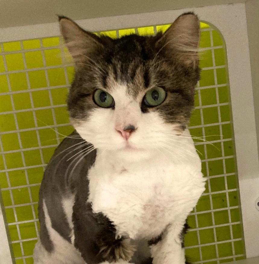 Princeton, an adopted mixed breed in Bridgeport, CT image 4/4