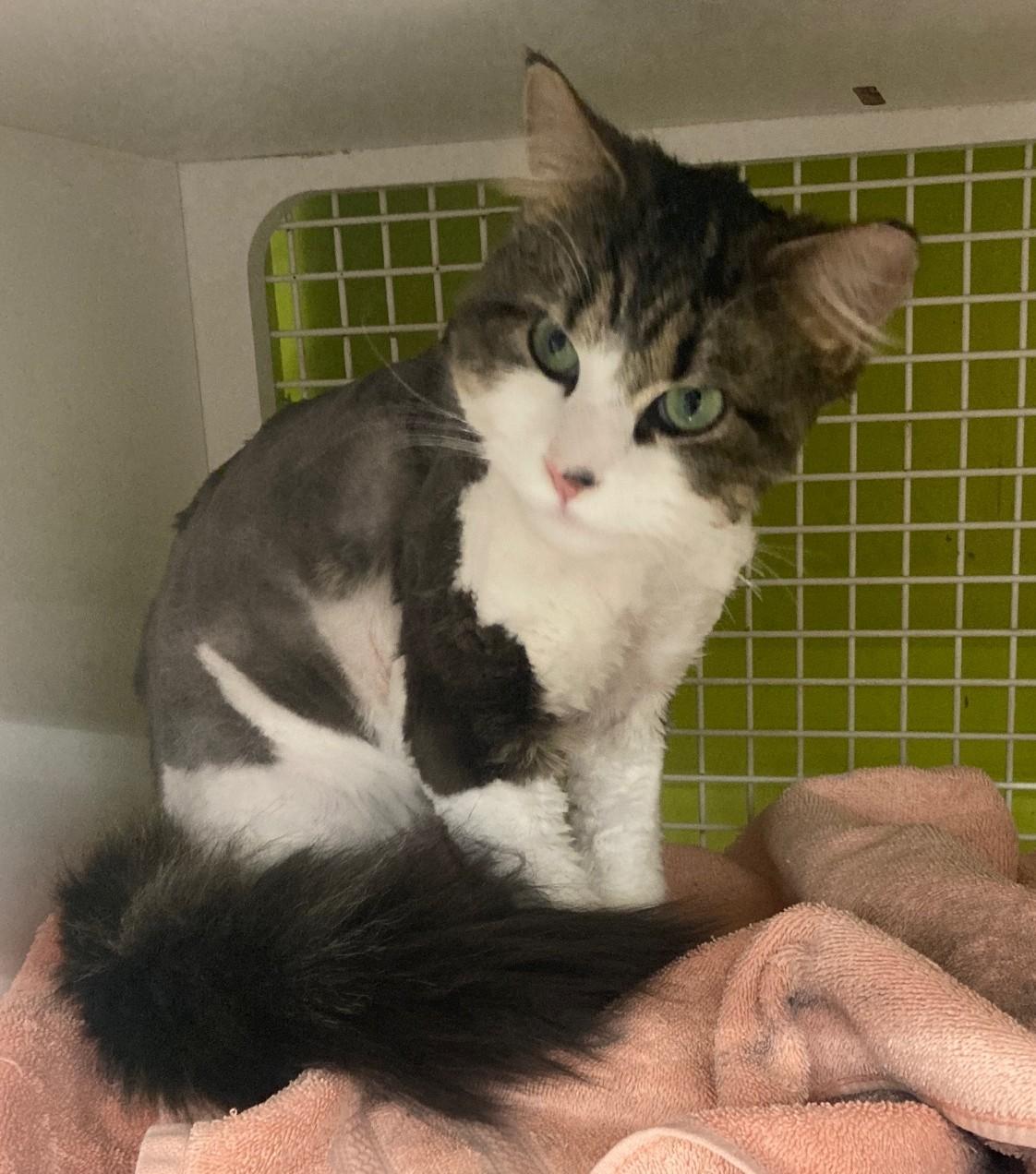 Princeton, an adopted mixed breed in Bridgeport, CT image 3/4